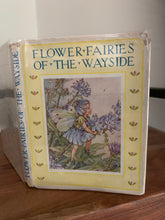 Flower Fairies of the Wayside