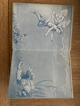 Flower Fairies of the Summer