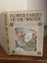 Flower Fairies of the Wayside