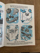 Teddy Bear's Toybox 1971